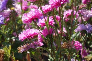 Side view of pink flowers of China asters in mid September