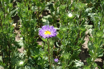 1 violet flower of China aster in mid August