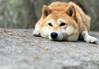 Shiba Inu puppy and his friend kitten