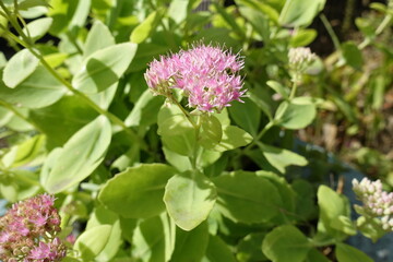 Closeup of pink flowers of butterfly stonecrop in September