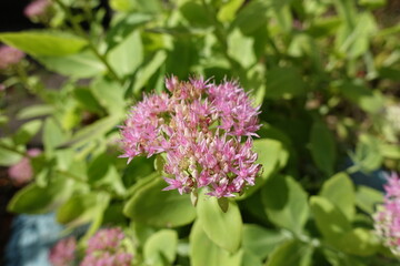 Macro of pink flowers of butterfly stonecrop in September