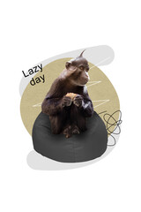 Vertical collage artwork image of wild animal sitting soft pouf relax rest enjoy lazy day isolated...
