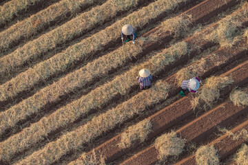 in a field growing carrots according to new standards of clean agriculture and food safety. Photo taken in Bac Ninh on October 13, 2024.