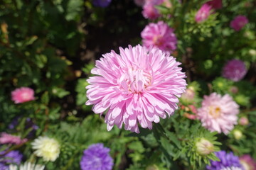 Obraz premium Pink, white and violet flowers of China asters in september