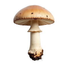 Ultra-realistic top view of Inocybe geophylla mushroom on transparent background, high contrast with precise contours, no shadows, full object isolated in lifelike detail for commercial use.  