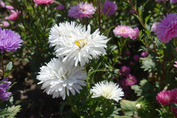 White, pink and violet flowers of China asters in September