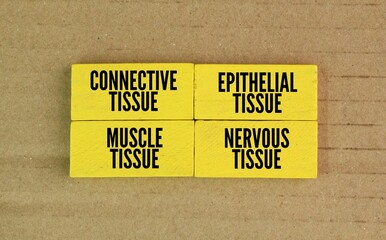 yellow wood with the words connective tissue, epithelial tissue, muscle tissue, and nervous tissue. There are 4 basic types of tissue