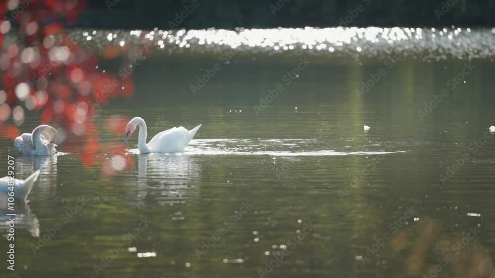 Poster swans gently float on a pond cleaning feathered, surrounded by small water ripples and a few floatin
