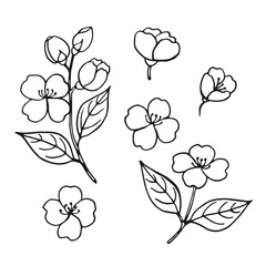 Set of leaves and flowers of jasmine. Hand drawn vector illustration in outline style.