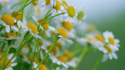 Large Field Of Daisies. Meadow Wildflowers Daisy. Chamomile Flowers Field.