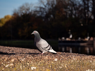 Taube 