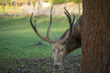 Pere David's deers male (Elaphurus davidianus)
