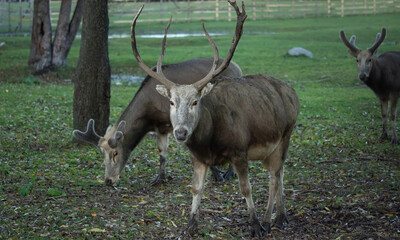 Pere David's deers male groupe (Elaphurus davidianus)