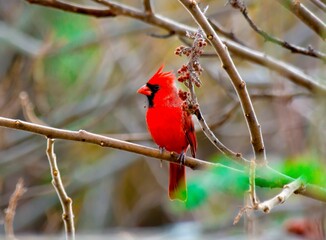 Vibrant red cardinal on a branch