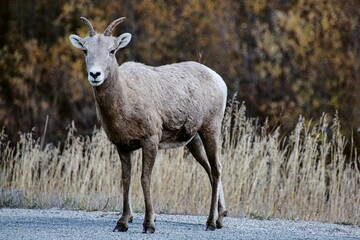 Bighorn Sheep Ewe in the Fall in Montana.