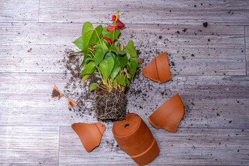 Broken flower pot. Anthurium flower roots bush. Clay terracotta flowerpot.