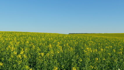 Obraz premium Organic Rapeseed Field For Pollination And Honey Production With Yellow Blossoms. Blooming Rapeseed Field On A Sunny Day In Spring. Canola Background Blue Sky.
