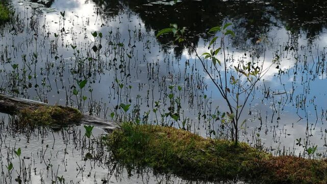 牛留池の映り込み