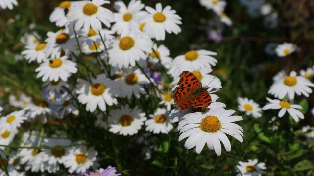 A butterfly flaps its wings over a field of daisies blooming in the meadow.초원에 피어있는 데이지 꽃밭에 나비가 날개짓을 합니다.