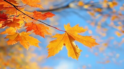 Obraz premium Autumn background with maple leaves and bokeh,Fall blurred background, Yellow and red maple leaves are flying and falling down. Autumnal landscape.water drop on leaf,space for text.
