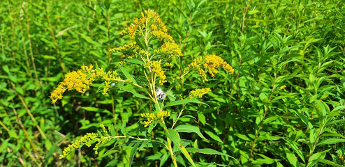 A branch of solidago with yellow flowers blooms in a meadow. Panorama.