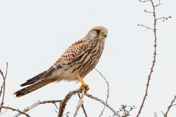 common kestrel on a branch