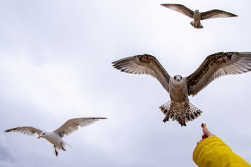 The Seagull Is A Large Bird Often Seen At The Seaside Trying To Steal Food Etc From People