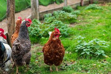 range chicken on farm