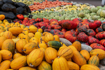 pumpkins on the market