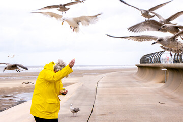 The Seagull Is A Large Bird Often Seen At The Seaside Trying To Steal Food Etc From People