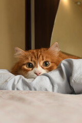 The ginger cat lay in ambush on the bed in the bedroom