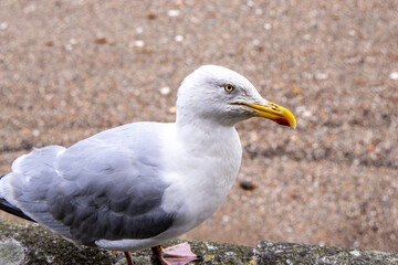 The Seagull Is A Large Bird Often Seen At The Seaside Trying To Steal Food Etc From People