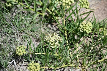 Closeup shot of spider milkweed with green foilage in sunlight. Palo Duro Canyon State Park