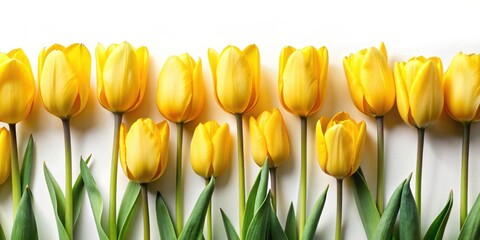 Obraz premium Collection of yellow tulips flowers isolated on flat background, yellow, tulips, flowers, collection, isolated, flat