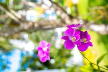 Flowers purple orchid close up on blurred nature background. Orchids blooming on the streets of...
