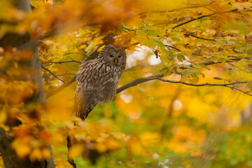Pygmy owl - sóweczka
