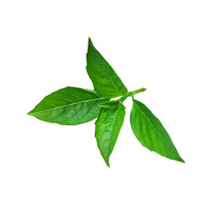A bunch of fresh basil leaves isolated with clipping paths on white background for graphic design.