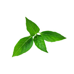A bunch of fresh basil leaves isolated with clipping paths on white background for graphic design.