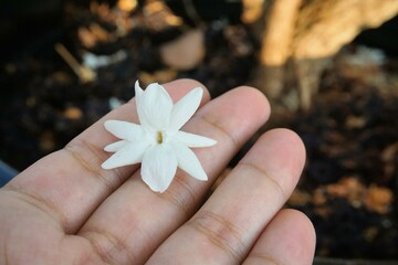 Jasmine flower on hand