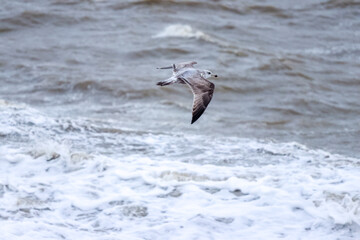 The Seagull Is A Large Bird Often Seen At The Seaside Trying To Steal Food Etc From People