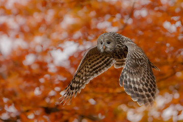Ural owl ( Strix uralensis)