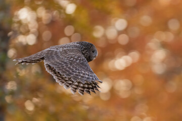 Ural owl ( Strix uralensis)