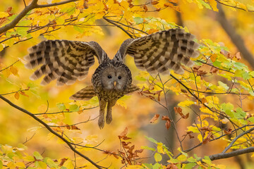 Pygmy owl - sóweczka