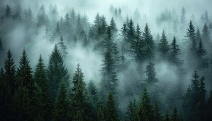 A misty forest with tall evergreen trees