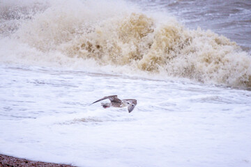 The Seagull Is A Large Bird Often Seen At The Seaside Trying To Steal Food Etc From People