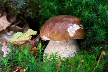 Boletus edulis mushroom in the moss. Known as King Bolete, Penny Bun, Cep or Porcini. Wild edible mushroom in the spruce forest.