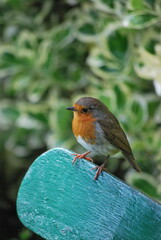 Irish robin sitting on a blue chair