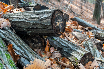 Cross-Section of a Log