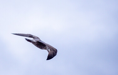 The Seagull Is A Large Bird Often Seen At The Seaside Trying To Steal Food Etc From People