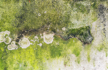 Green moss on cement wall